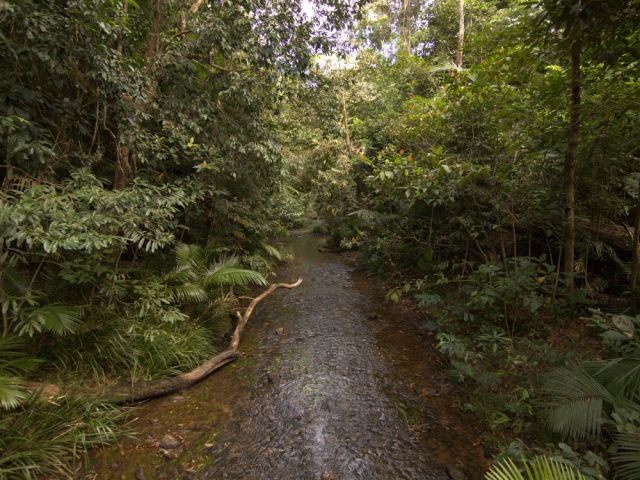 Running creek in rainforest