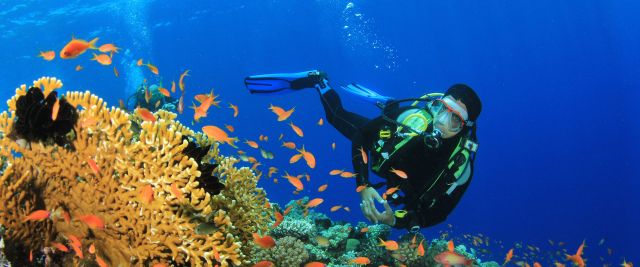 Scuba diver underwater exploring the coral garden