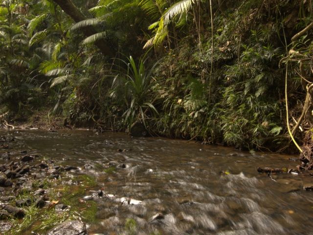 Creek in rainforest